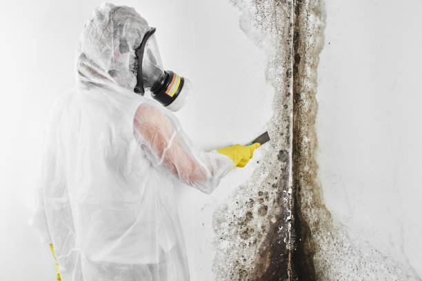 Best Mold Testing and Removal  in New Bedford, MA