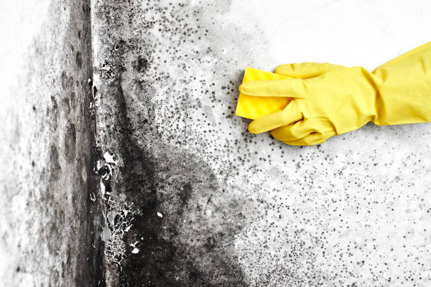 Best Water Damage Restoration  in New Bedford, MA
