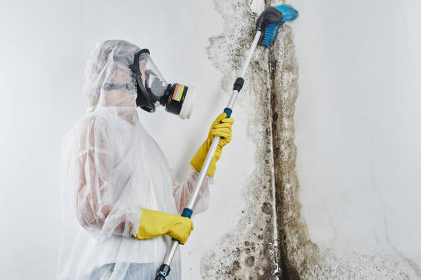 Best Emergency Mold Removal  in New Bedford, MA