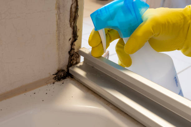 Best Mold Removal and Inspection  in New Bedford, MA