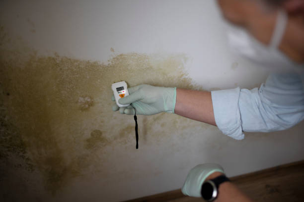 Best Home Mold Removal  in New Bedford, MA