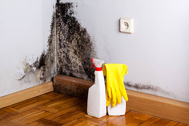 Best Local Mold Removal Service  in New Bedford, MA