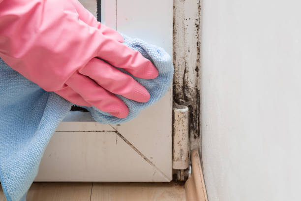Best Mold Remediation  in New Bedford, MA